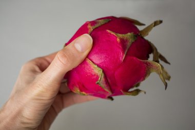 Gri dokulu arka plan üzerinde izole egzotik dragon meyve tutan kadının el. Parlak kırmızı mor Menekşe ciltlerinin meyve derili.