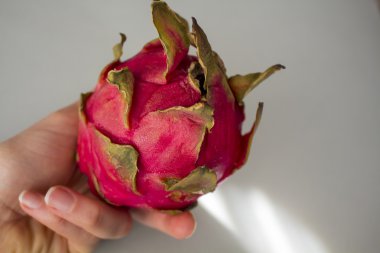 Gri dokulu arka plan üzerinde izole egzotik dragon meyve tutan kadının el. Parlak kırmızı mor Menekşe ciltlerinin meyve derili.