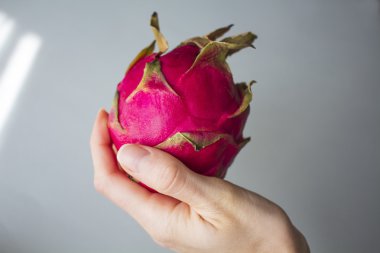 Egzotik dragon meyve gri dokulu arka plan üzerinde izole kadın hahd içinde. Parlak kırmızı mor Menekşe ciltlerinin meyve derili. Sağlıklı gıda. Sanatsal rötuş.