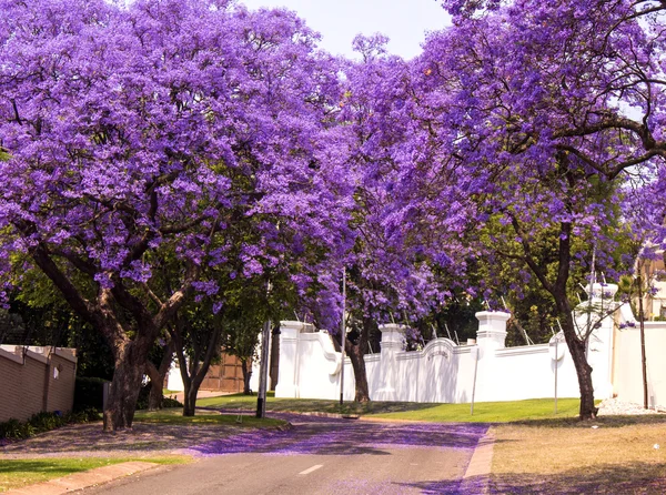 Güzel mor canlı jakaranda çiçek Caddesi. Bahar Güney Afrika. Pretoria. — Stok fotoğraf