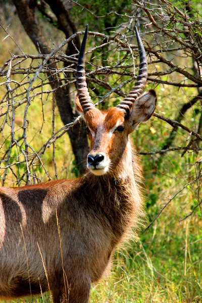 Närbild porträtt av vattenbock hane med långa horn i Kruger Na — Stockfoto