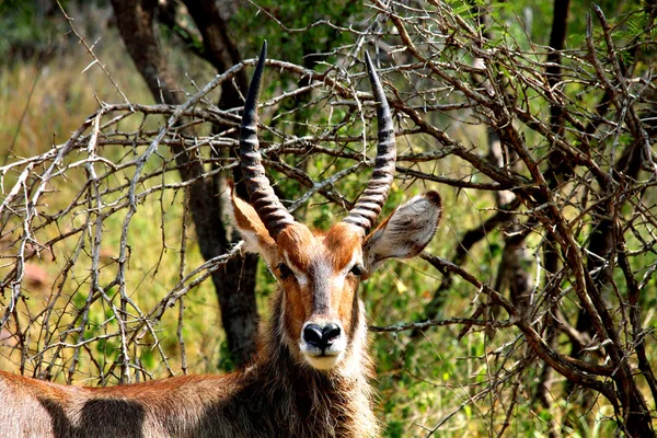 Vattenbock hane med långa horn i Kruger National park. — Stockfoto