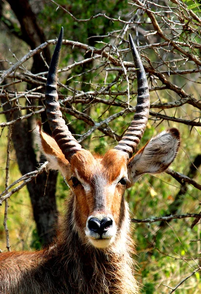 Close-up portret van waterbok mannelijke met lange hoorns in Kruger nb — Stockfoto