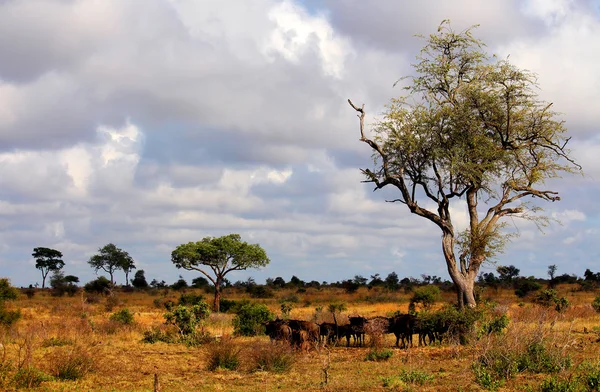 Paysage. Parc national Kruger. Nature sauvage. Automne en Afrique du Sud . — Photo