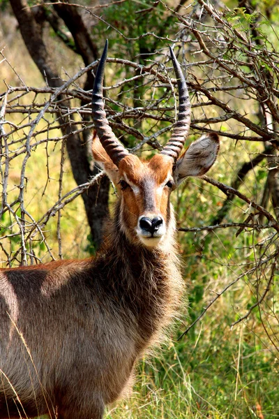 Close-up portrait of waterbuck male with long horns in Kruger National park. — Stock Photo, Image