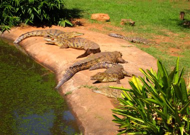 Nil timsah çim yalan sürüsü. Güney Afrika.