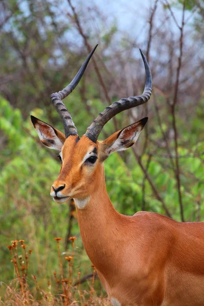 Barna impala férfi hosszú szarv a Kruger Nemzeti park. Vad természet. Ősszel a Dél-afrikai Köztársaság. — Stock Fotó