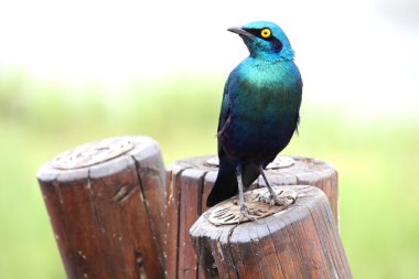 Yeşil mavi kuş Burchell starling (Lamprotornis australis) çit oturan. Kruger National Park. Güney Afrika.