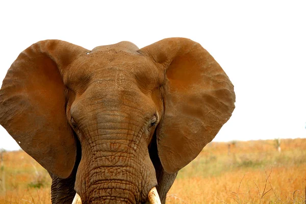 Cabeza polvorienta de elefante africano. Otoño en el parque Kruger. Sudáfrica. Safari . — Foto de Stock