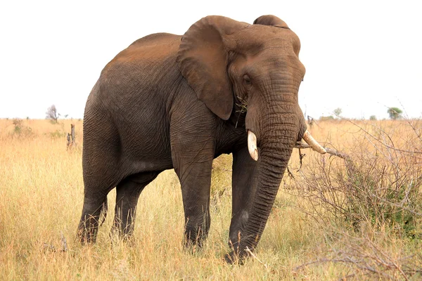 Elefante africano. Parco nazionale di Kruger. Autunno in Sudafrica. Safari. Natura selvaggia . — Foto Stock