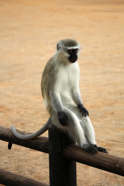 Descansando mono vervet en la valla. Una foto graciosa. Parque Nacional Kruger. Naturaleza salvaje. Otoño en Sudáfrica . — Foto de Stock