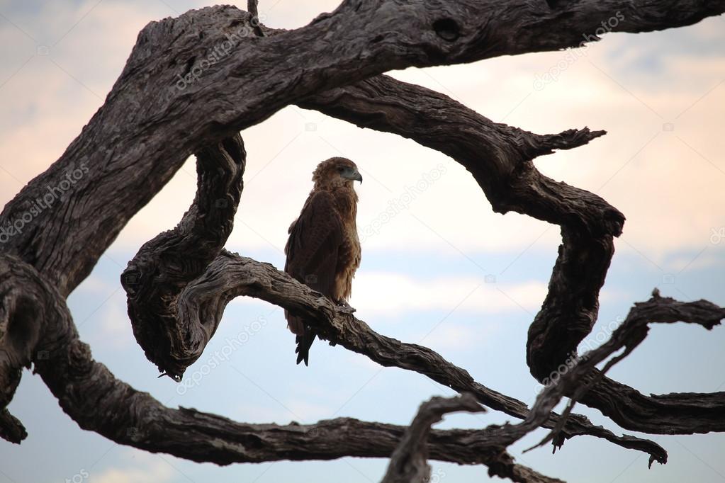 Eagle on the dry tree branch before storm. Kruger National Park. Autumn in South Africa