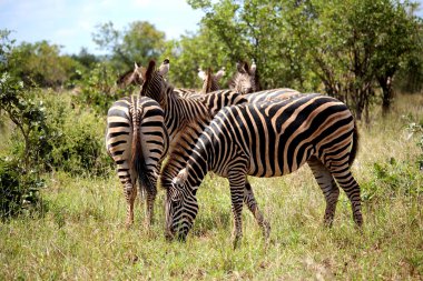 Zebralar Kruger Milli Parkı'nda sürüsü. Güney Afrika sonbahar. Vahşi doğa.