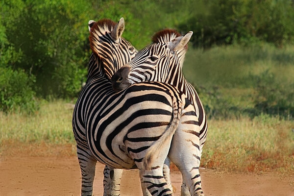 Hugging couple of zebras in Kruger National park. Autumn in South Africa. Wild nature. Love. Kiss.