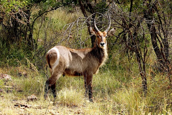 Waterbuck maschio con lunghe corna nel parco nazionale di Kruger. Natura selvaggia. Autunno in Sudafrica — Foto Stock