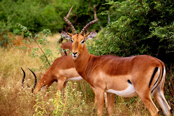 A hosszú barna Impalák férfi szarvak a Kruger Nemzeti park. Vad természet. Ősszel a Dél-afrikai Köztársaság. — Stock Fotó