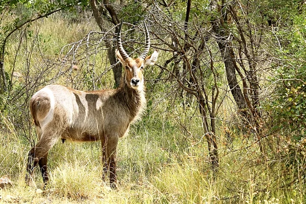 Waterbok (mannetje met lange hoorns in Kruger National park. Grote antilope. Wilde natuur. Herfst in Zuid-Afrika. — Stockfoto