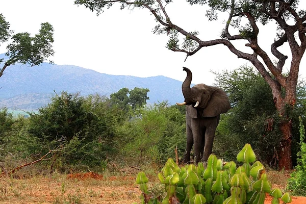 Африканский пейзаж: деревья, кактусы, горы. Слон. Крюгер . — стоковое фото