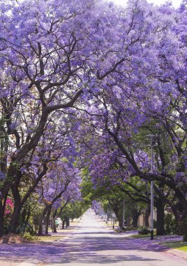 Güzel mor canlı jakaranda çiçek Caddesi. Hassasiyet. Romantizm. Bahar Güney Afrika. Pretoria.