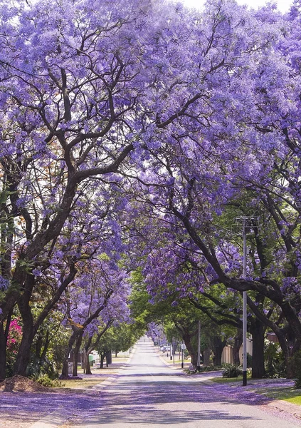 Straat van mooie paarse levendige jacaranda in bloei. Tederheid. Romantiek. Voorjaar in Zuid-Afrika. Pretoria. — Stockfoto