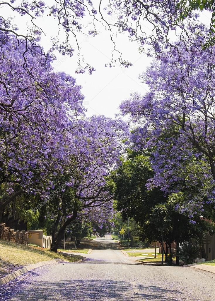 Street of beautiful purple vibrant jacaranda in bloom. Tenderness. Romance. Spring in South Africa. Pretoria.