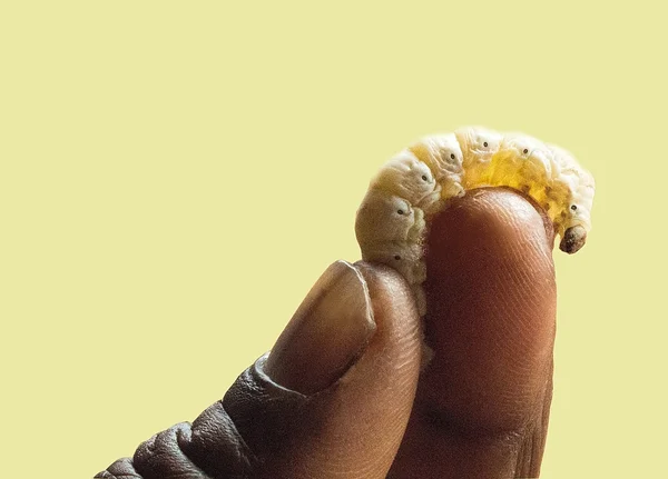 New born caterpillar silkworm sitting on the human finger. South Africa.