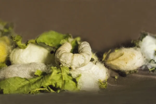 Las orugas hacen girar una red para el capullo. Ciclo de vida del gusano de seda . — Foto de Stock