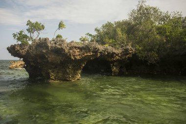 Mangrov lagün. Kwale Adası. Zanzibar. Tanzanya. Okyanus güzel, manzara.