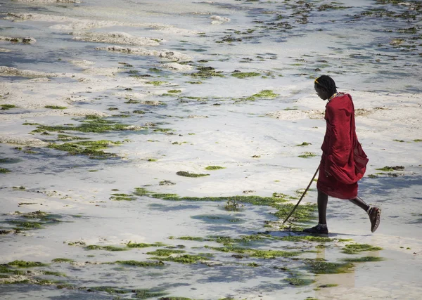 Hombre joven Masai en ropa étnica caminando por la playa durante la marea baja del Océano Índico  . — Foto de Stock