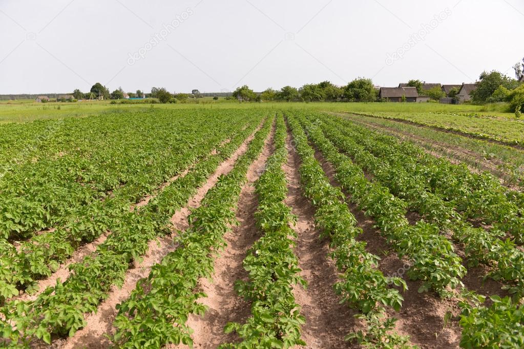 potatoes growing in the garden