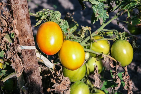 Bush tomatoes and fruits
