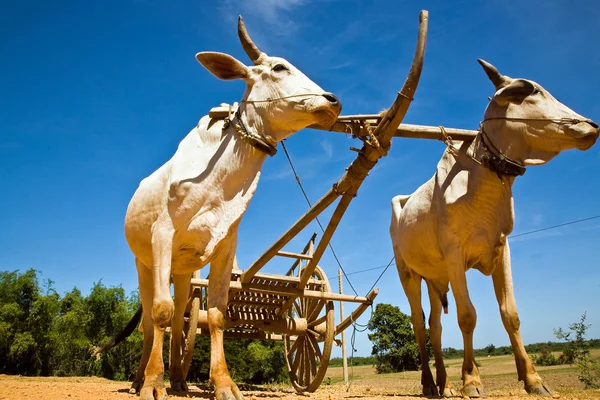 Touros de trabalho Camboja — Fotografia de Stock