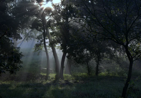 Solens Strålar Skogen Morgonsolen Strålar Gör Sin Väg Genom Träden — Stockfoto