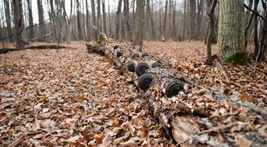 Eski ağaç yaprakları mantar ile büyümüş