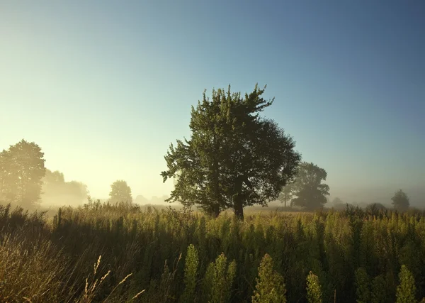 Lilac mist at dawn.