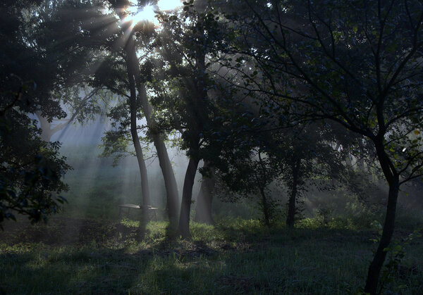 The sun's rays in the forest.
