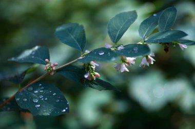 Web tasarımı için güzel yeşil arka plan. Duvar kağıdı. Doğa.