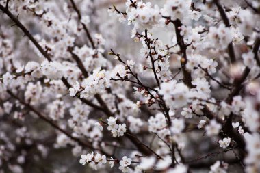 Çiçek açmış kiraz çiçekleri. Arkaplanda Bokeh bulanıklığı.
