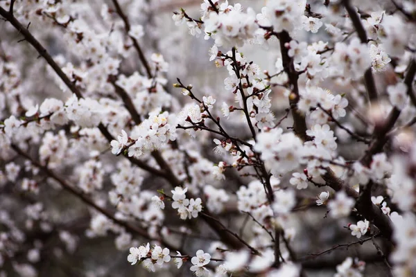 Çiçek açmış kiraz çiçekleri. Arkaplanda Bokeh bulanıklığı.