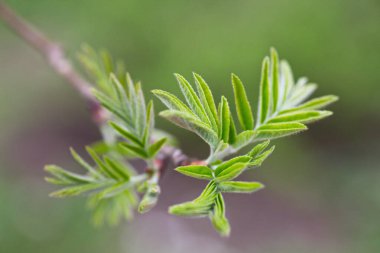 Baharın başlangıcı. İlk bahar tomurcukları. Arkaplan.