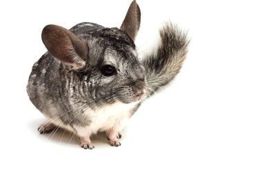 Yarım tur chinchilla