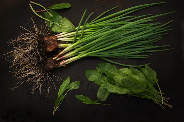 kök ve karanlık bir arka plan üzerinde kuzukulağı ile taze yeşil soğan