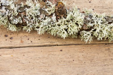 Yosun kaplı bir şube ile ahşap arka plan