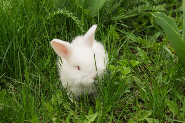 Branco bebê coelho na grama comendo grama . — Fotografia de Stock