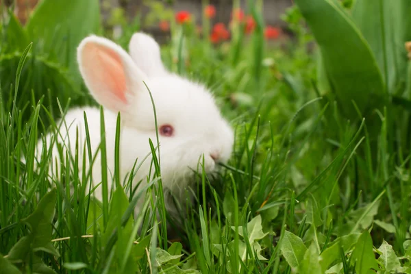 Beyaz arka plan bulanık tavşan yeşil çim — Stok fotoğraf