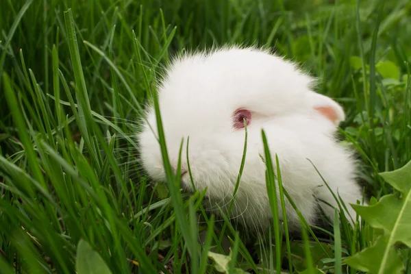 Çim closeup beyaz bebeği tavşan — Stok fotoğraf