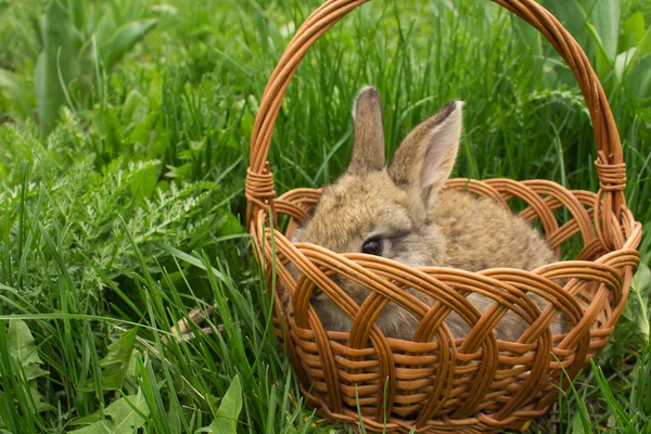 Kahverengi küçük tavşan çim bir sepet içinde — Stok fotoğraf
