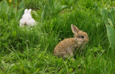 otların arasında oturan gri küçük tavşan