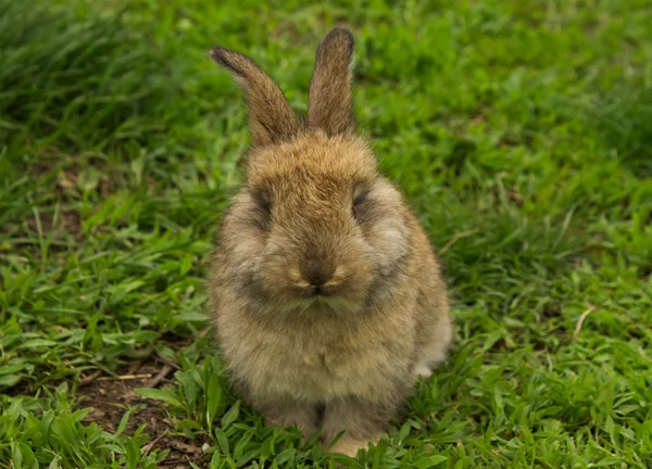 Otların arasında oturan gri küçük tavşan portre. — Stok fotoğraf