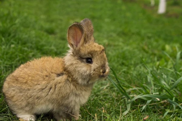 Gri küçük tavşan closeup ayakta çim. — Stok fotoğraf